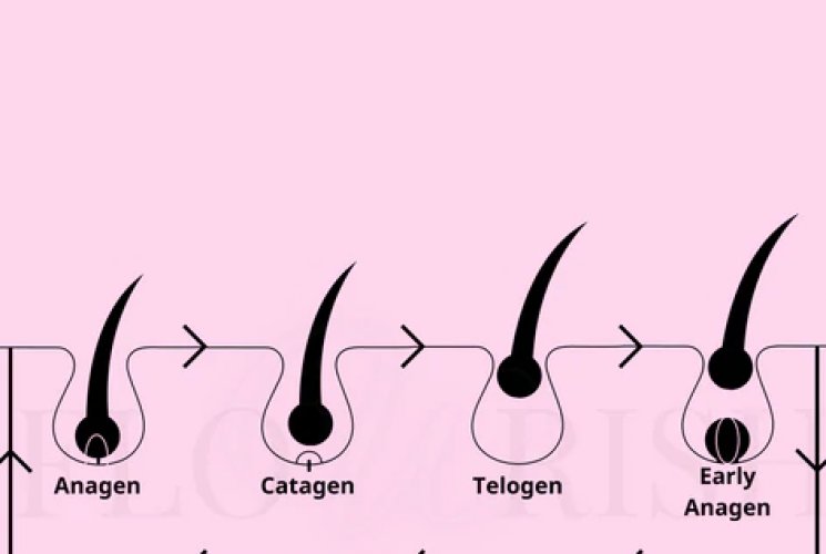 NATURAL EYELASH CYCLE EXPLAINED..